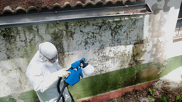 Top rated local Mold Removal specialists in Waynesboro, VA